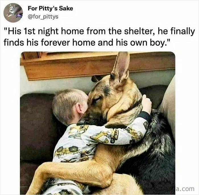 Child hugging a German Shepherd on couch, showcasing a wholesome moment perfect for sharing wholesome memes.
