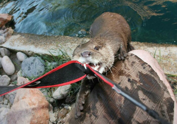 Otter playfully grabbing a camera strap near water, showing animals messing with wildlife photographers in action.