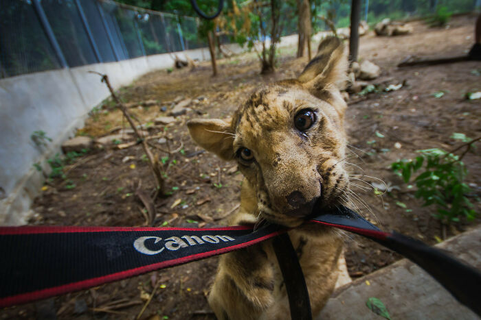 Lion cub chewing on a camera strap, one of the animals messing with wildlife photographers during a photoshoot.