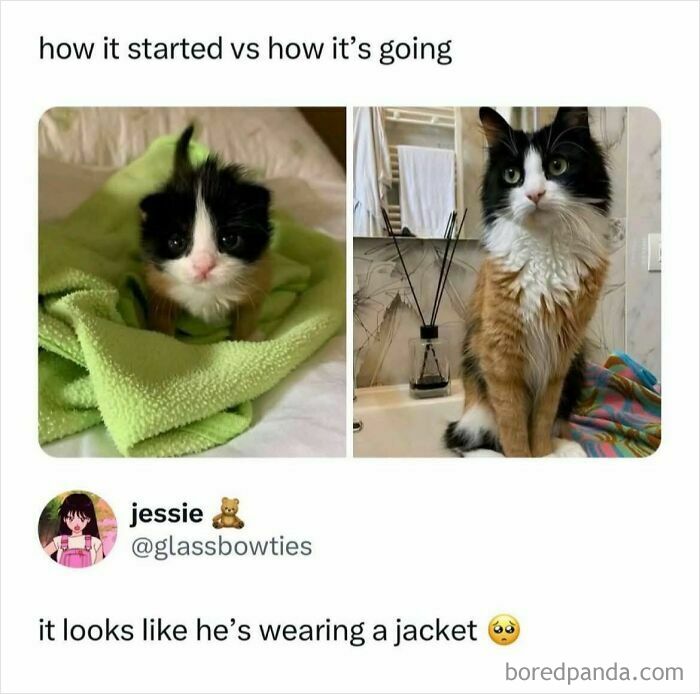 A before and after wholesome meme showing a kitten wrapped in a green blanket and the grown cat looking like it’s wearing a jacket.