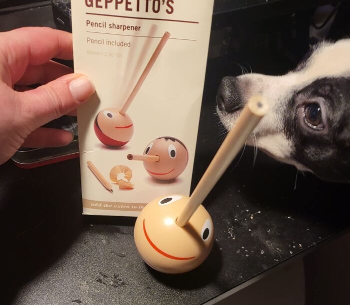 Hand holding a novelty Geppetto’s pencil sharpener next to the sharpener and a dog sniffing it on a table.