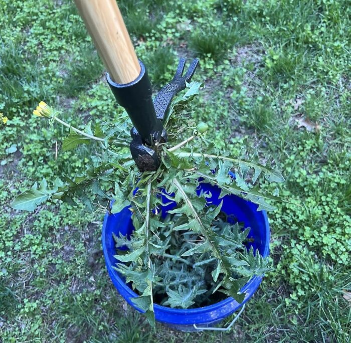 Gardening tool pulling out weeds over a blue bucket on green grass, showcasing top products for yard care.