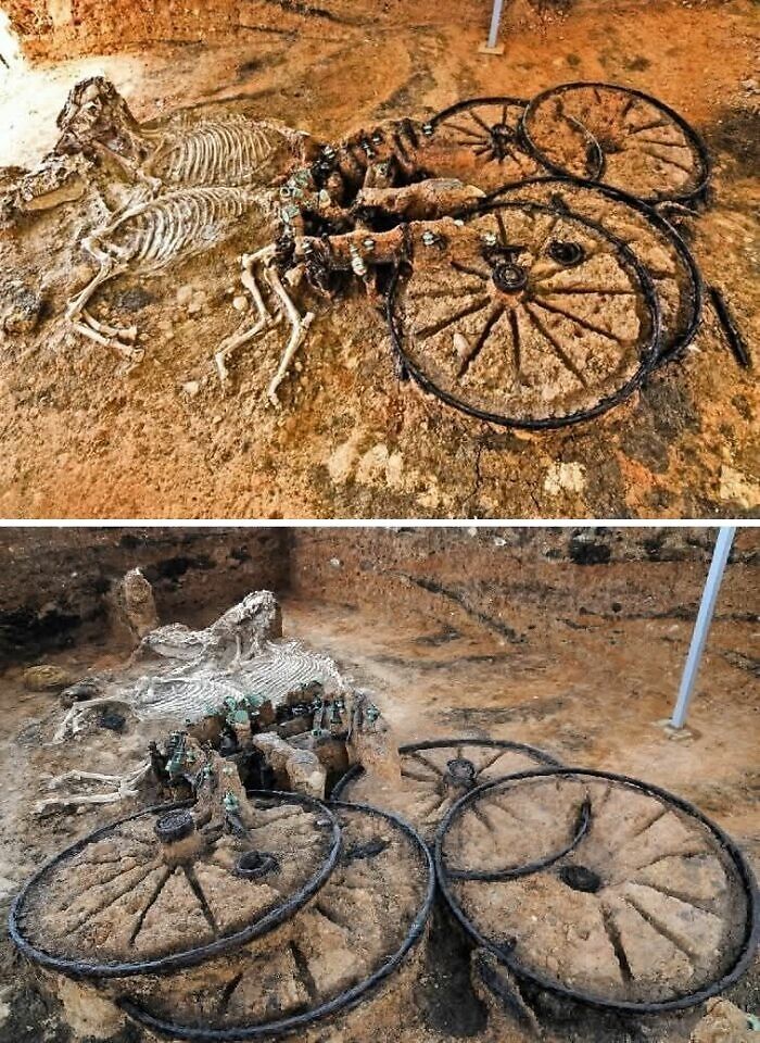 Ancient horse skeleton and wooden chariot wheels unearthed in archaeology world excavation site revealing historical artifacts.