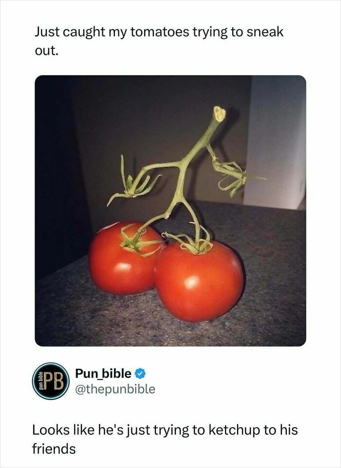 Two tomatoes on a countertop with a pun caption highlighting hilarious pun memes and wordplay comedy.
