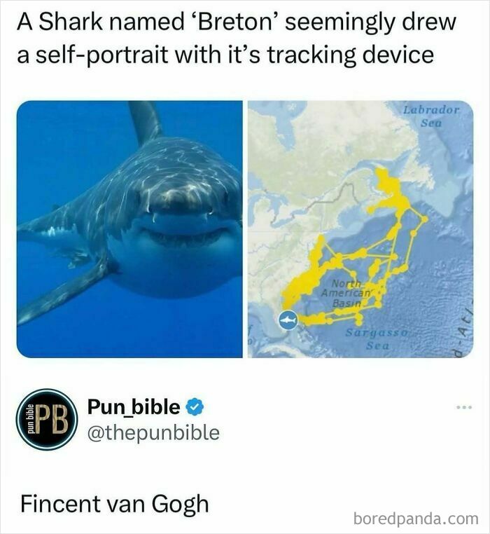 Shark named Breton created a self-portrait map with its tracking device shown in a pun meme about wordplay comedy.