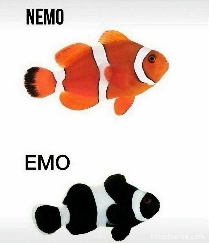 Pun meme showing an orange clownfish labeled Nemo and a black-and-white clownfish labeled Emo for wordplay comedy.