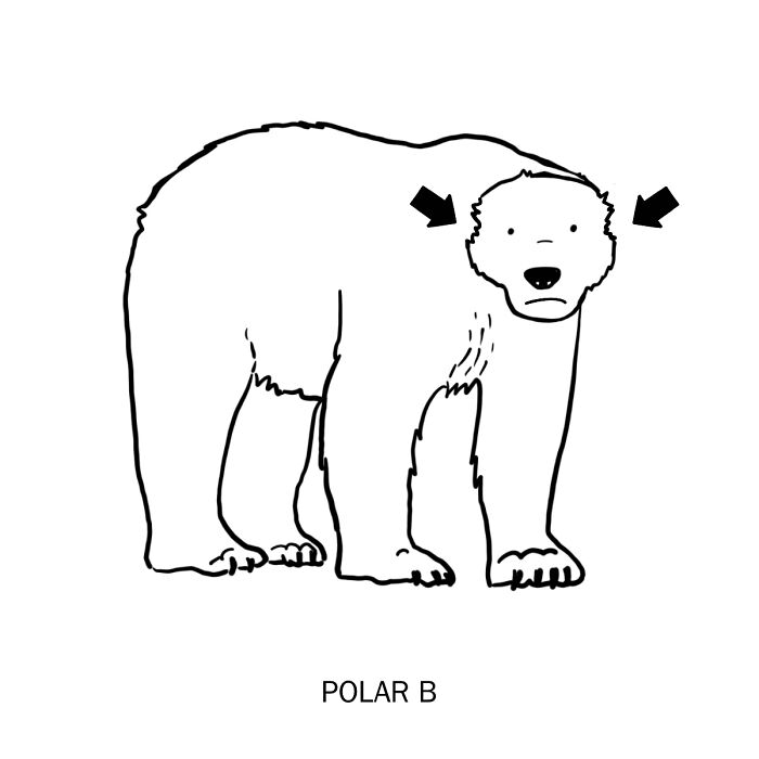 Minimalist clever drawing of a polar bear with arrows pointing to its ears, illustrating wordplay through art.