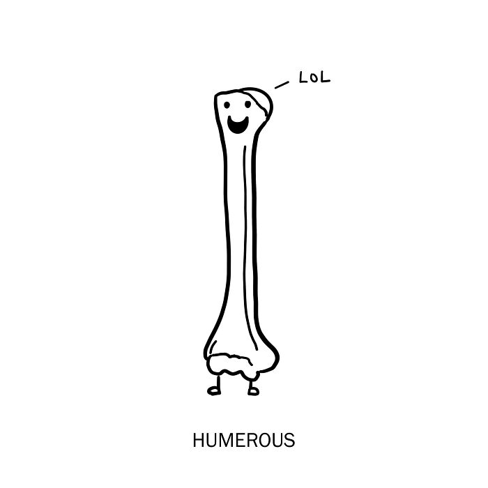 Simple clever drawing of a humerus bone with a smiling face and the word LOL, illustrating wordplay humor.