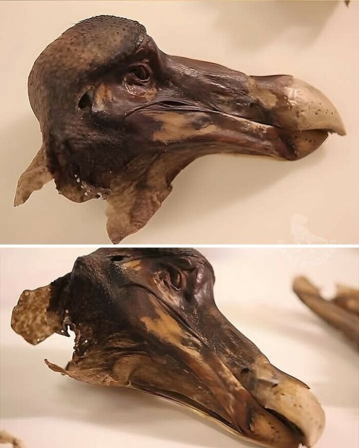 Preserved ancient bird head with beak displayed on a white surface, showcasing detailed archaeological findings.