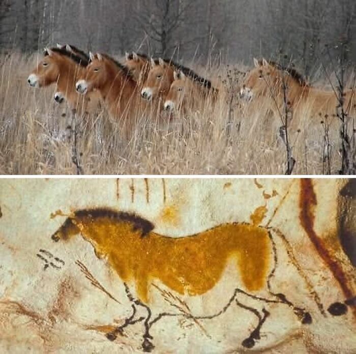 Przewalski's horses in tall grass above ancient cave painting of a horse, showcasing archaeology world discoveries.