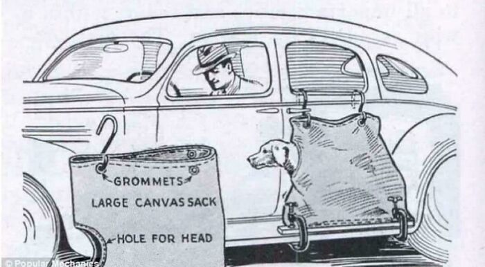 Vintage illustration of a man driving a car with a dog in a canvas sack hanging outside, a ridiculous pic from the past.