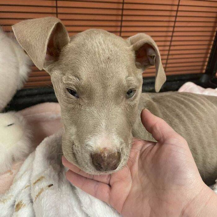 Light brown puppy being gently held, showcasing the joy of wholesome adoption and new addition to the family.