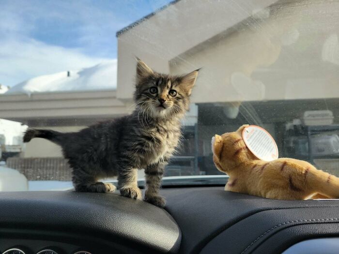 Adopted kitten standing on car dashboard next to stuffed cat toy, capturing wholesome adoption moment from June.