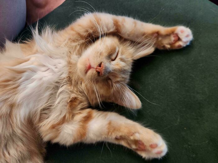 Orange tabby kitten stretching and sleeping peacefully on a green surface as a new addition to the family adoption pet