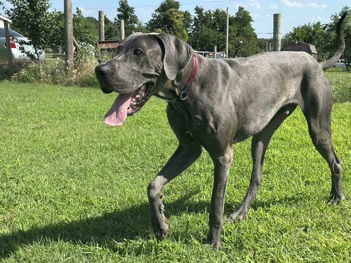 Great dane puppy with tongue out enjoying a sunny day in the grass as a new addition to the family adoption pet