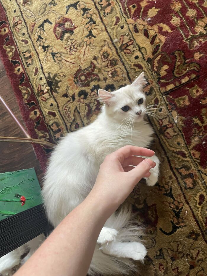 White cat resting on a patterned rug with a human hand reaching out in a wholesome adoption moment at home.