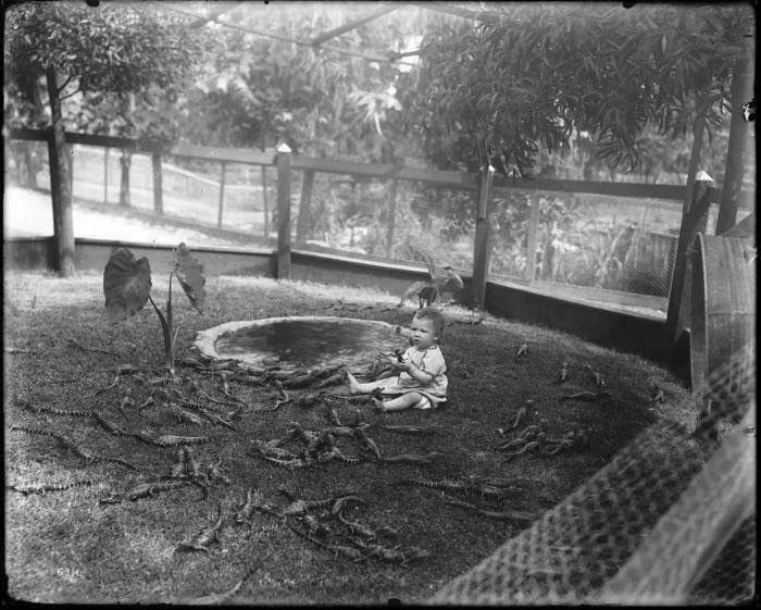 Baby sitting among numerous crocodiles in an enclosed yard, a ridiculous pic from the past that would never fly today.