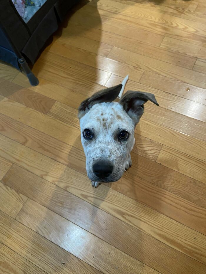 Adopted puppy with spotted white and brown fur looking up on a wooden floor, capturing a wholesome adoption moment.