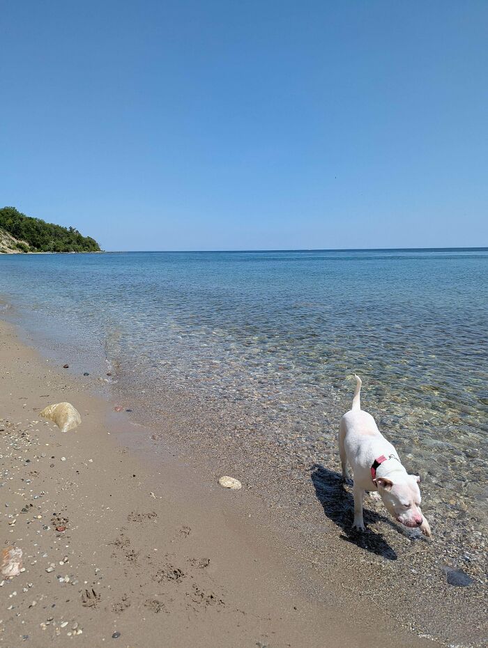 White dog walking along a clear shoreline on a sunny day, capturing a peaceful moment in adoption pics.