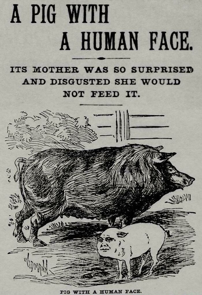 Vintage illustration of a pig with a human face from ridiculous pics of the past that would never fly today.