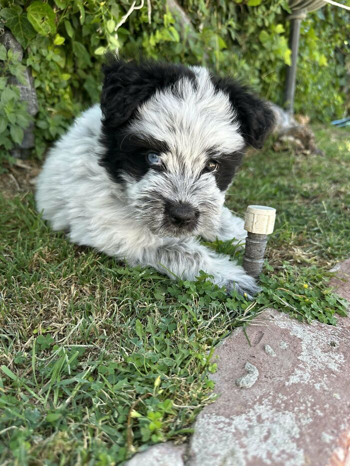 Black and white puppy with heterochromia resting on grass, a wholesome adoption moment captured in a family setting.