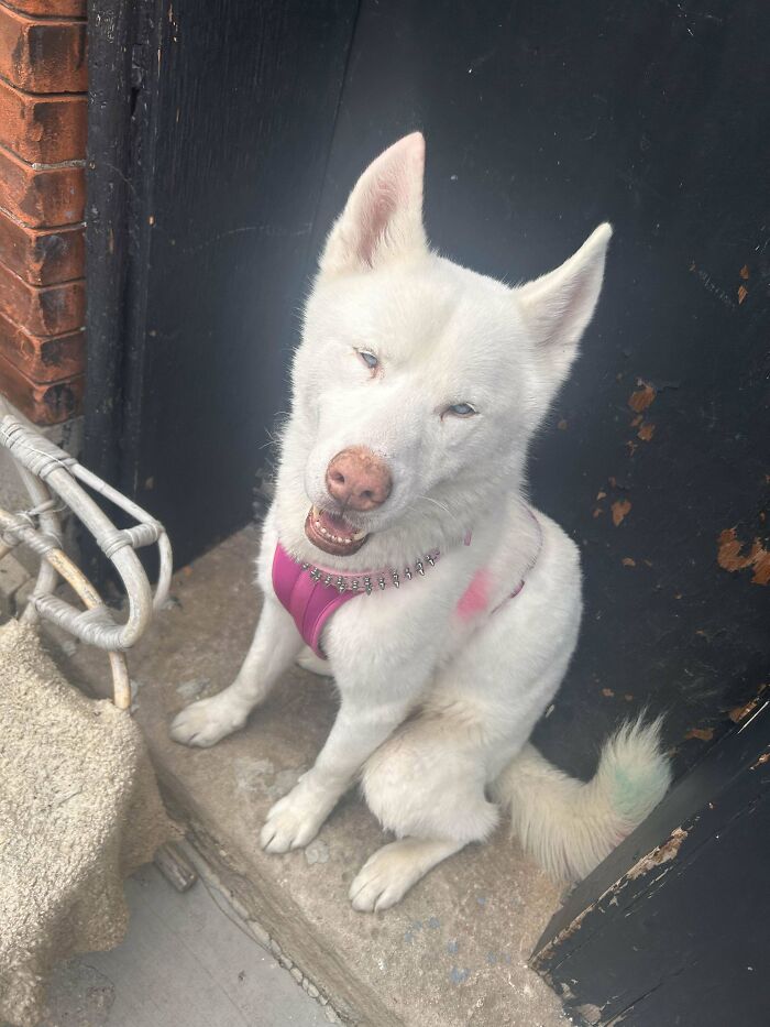 White dog wearing a pink harness sitting by a black door smiling, a wholesome adoption picture of a new addition to the family.