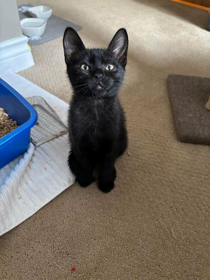 Black kitten sitting on carpet near litter box, captured as a new addition to the family adoption moment.