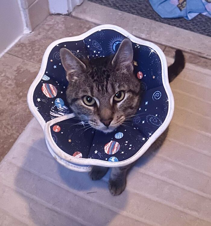 Tabby cat wearing a space-themed protective collar, one of the wholesome adoption pics showing new addition to the family.