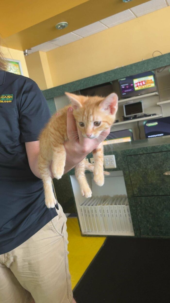 Person holding an orange kitten inside a room, capturing one of the most wholesome adoption moments this June.