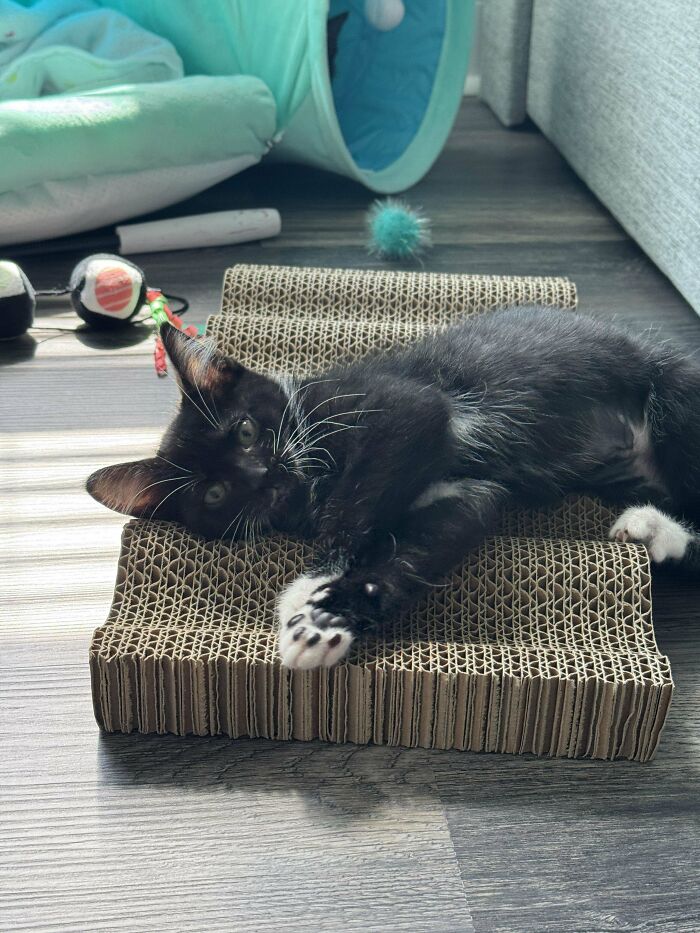 Black and white kitten lying on a cardboard scratcher surrounded by cat toys in a cozy home adoption setting