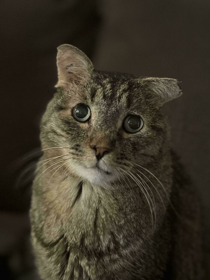Adopted tabby cat with folded ears looking curiously, capturing the warmth of a new addition to the family.