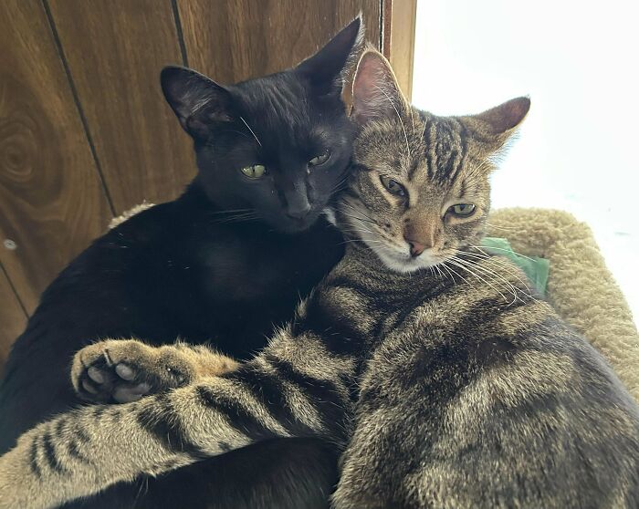 Two cats cuddling together in a cozy spot, showcasing a wholesome adoption moment and new addition to the family.