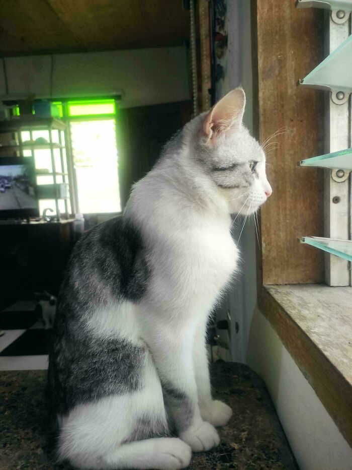 White and grey cat sitting by a window, looking outside in a cozy indoor setting, new addition to the family adoption.
