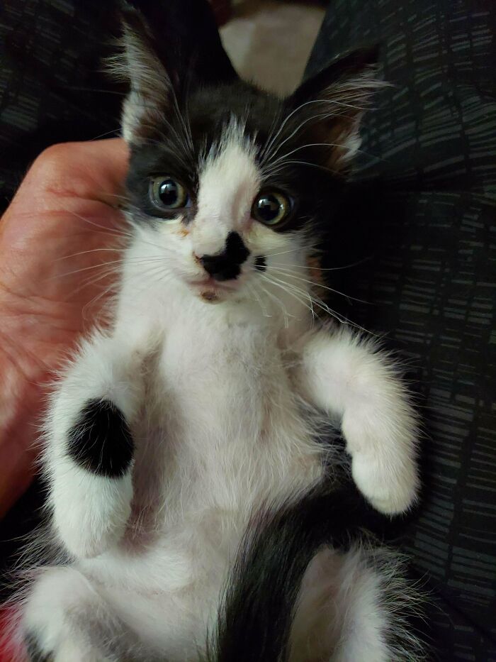 Black and white kitten being held, showcasing a wholesome adoption moment as new addition to the family.