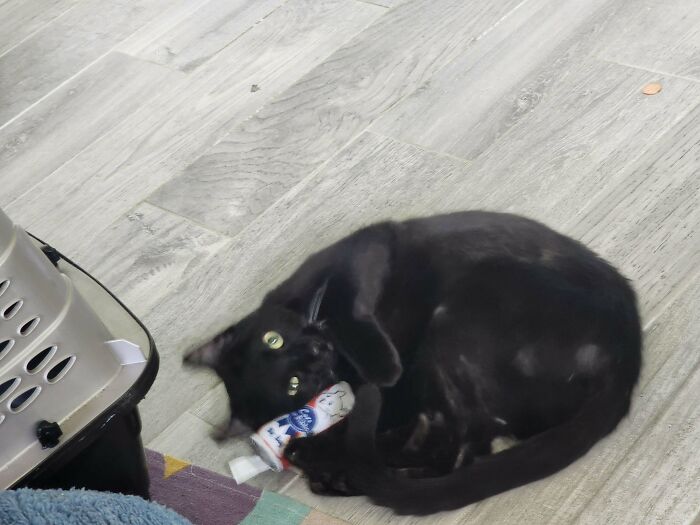 Black cat playing with a toy on the floor, showcasing a heartwarming moment of pet adoption and new addition to the family.