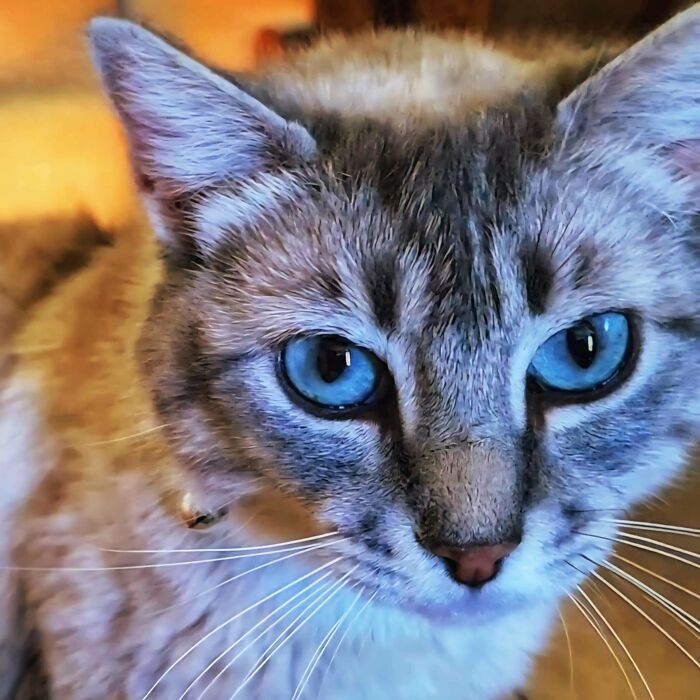 Close-up of a cat with striking blue eyes, captured as a new addition to the family in a wholesome adoption moment.