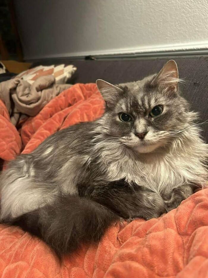 Fluffy gray cat resting on an orange blanket, showing a new addition to the family in a wholesome adoption moment.