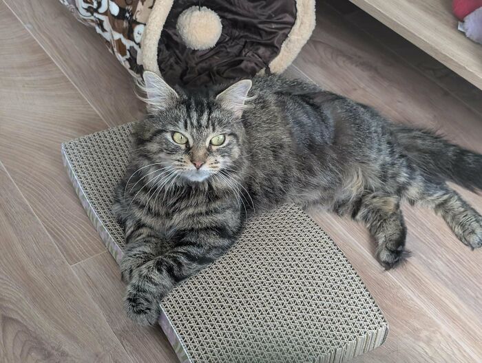 Tabby cat lying on a scratch pad in a cozy home, representing a new addition to the family adoption scene.