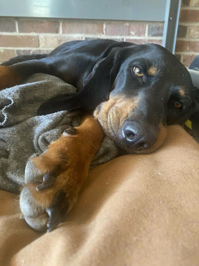 Resting black and brown dog lying on a blanket, showcasing a wholesome adoption moment and new addition to the family.