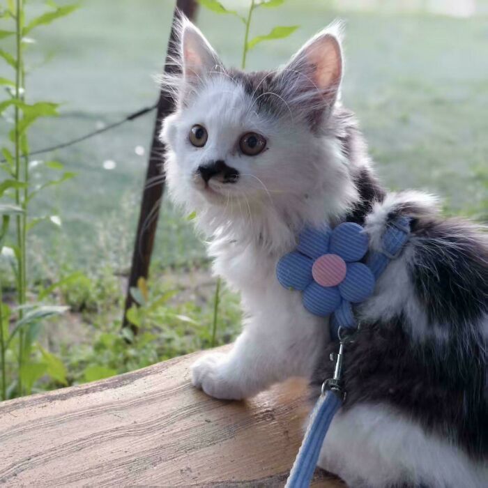 Black and white kitten wearing a blue flower harness outdoors, capturing a wholesome adoption moment in natural light.