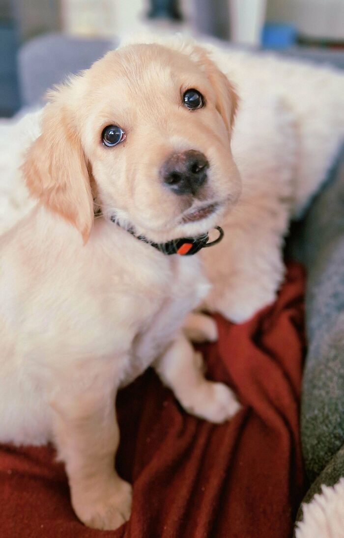 Golden retriever puppy sitting on a blanket with soulful eyes, capturing the warmth of wholesome adoption moments.