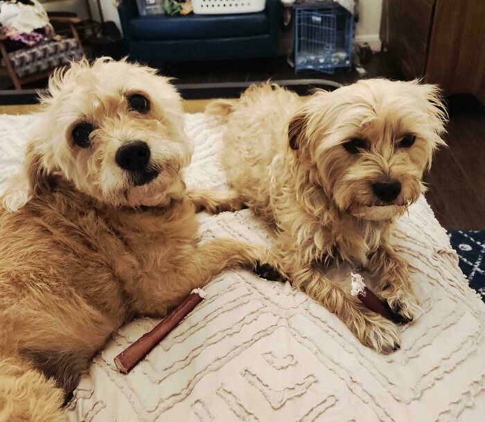 Two small dogs relaxing on a bed holding chew sticks, capturing a wholesome adoption moment at home.