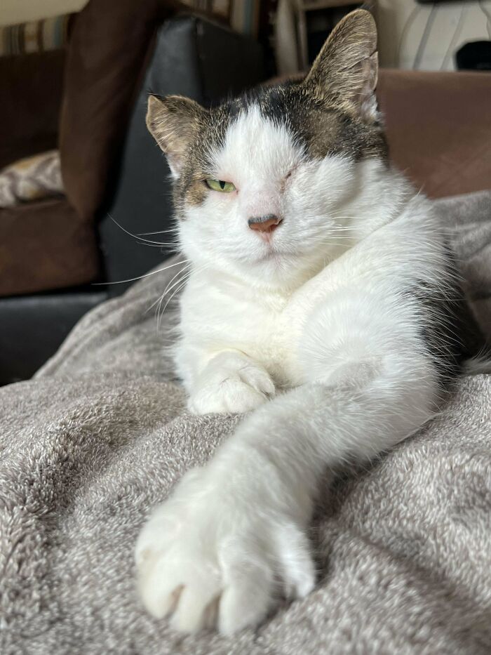 One-eyed cat stretching on a blanket, showcasing a new addition to the family in a wholesome adoption moment.
