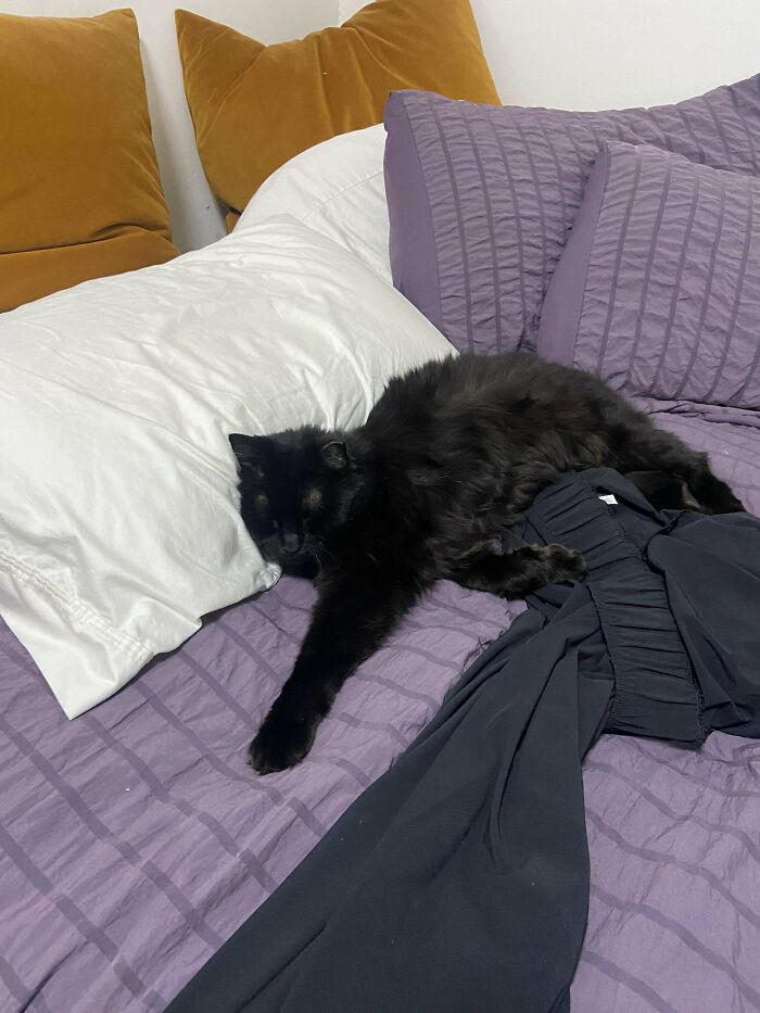 Black cat relaxing on a purple bed with pillows, a new addition to the family in a wholesome adoption moment.