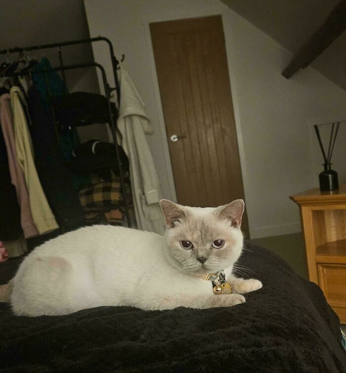 White and grey cat lying on a black blanket, showcasing a new addition to the family adoption moment indoors.