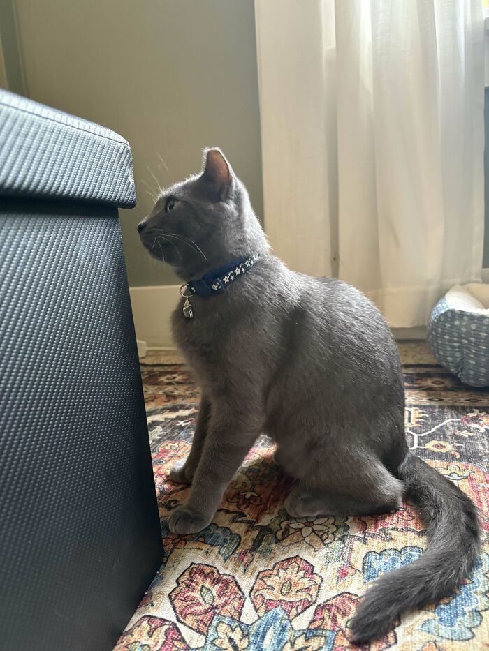 Gray cat with a collar sitting on a patterned rug indoors, a new addition to the family adoption pet photo.