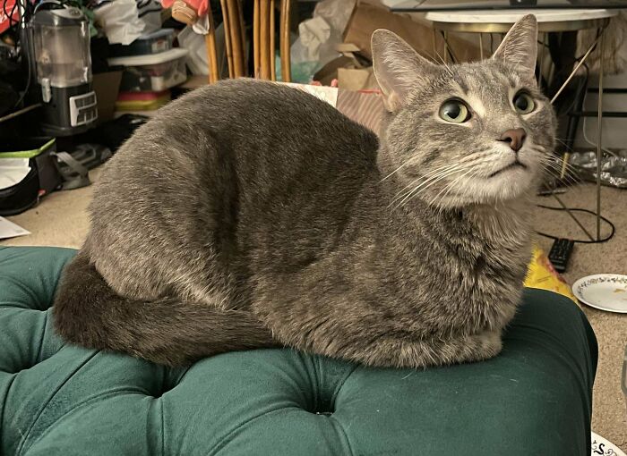 Gray tabby cat resting on a green cushion in a cozy home setting, capturing a wholesome adoption moment.