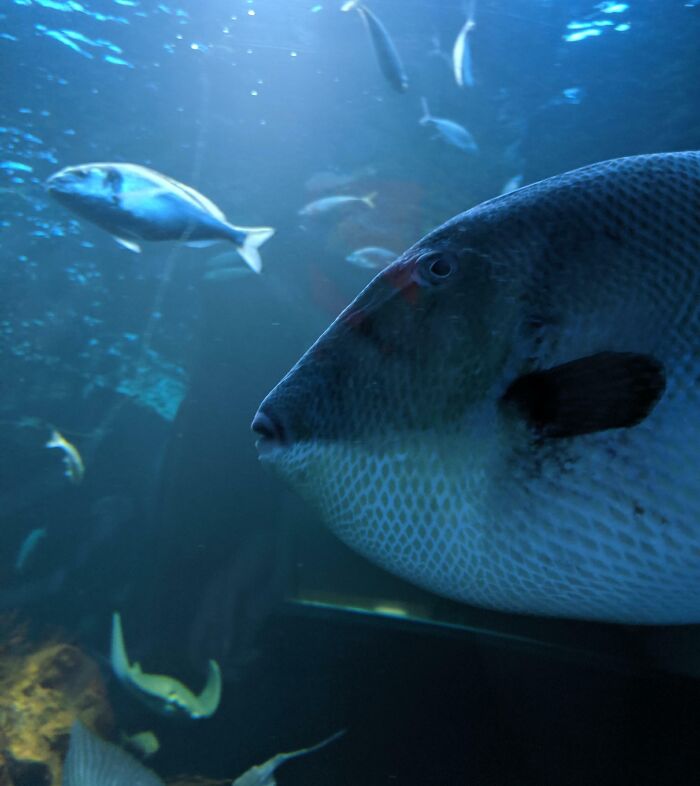 Close-up of fish underwater with other fish swimming, showcasing animals messing with wildlife photographers.