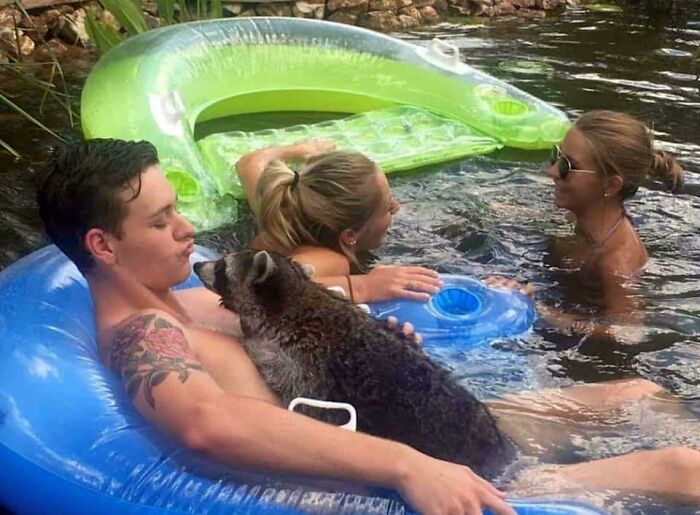 A raccoon sits on a man floating on a blue inflatable in a pool with two women nearby in an unusual animal photo.