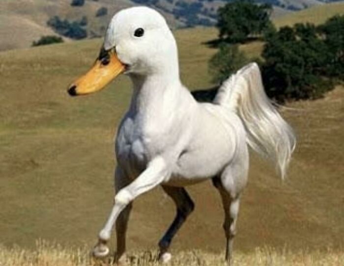 A digitally created weird animal photo showing a creature with a duck's head and a horse's body in a grassy landscape.